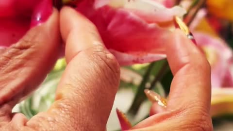 ROSES$LILIES PT2