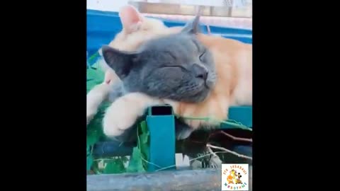 Funniest Animals