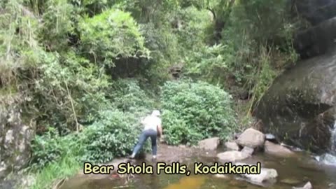 Bear Shola Falls: Kodaikanal's Legendary Jungle Waterfall | A Trek to Serenity