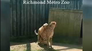 🐾❤️ An UNEXPECTED Friendship Between Strangers | FunFM