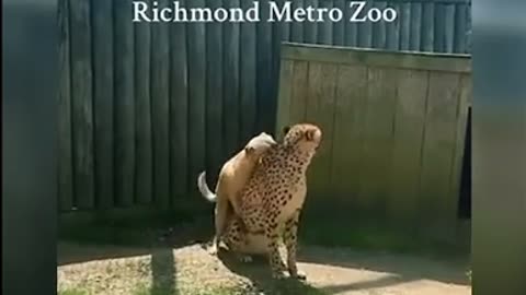 🐾❤️ An UNEXPECTED Friendship Between Strangers | FunFM