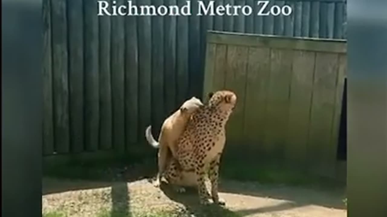 🐾❤️ An UNEXPECTED Friendship Between Strangers | FunFM