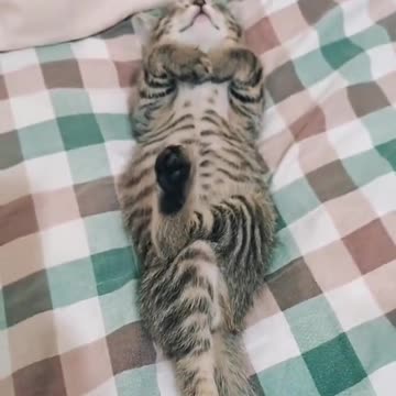 Cat nappin 🤣🤣🤣