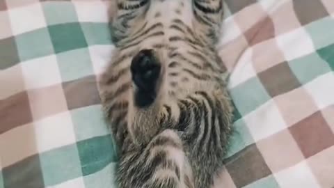 Cat nappin 🤣🤣🤣