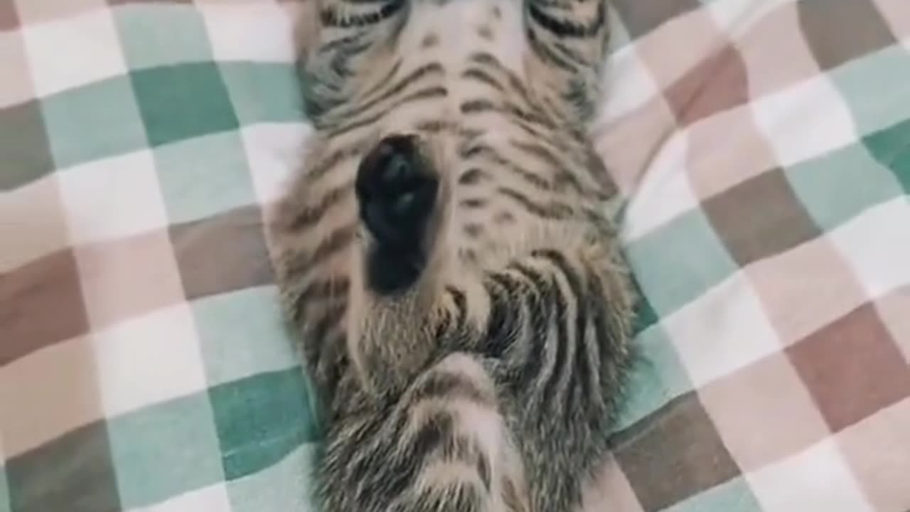 Cat nappin 🤣🤣🤣