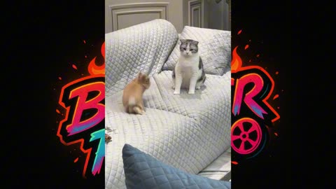🐾 🐰 "Cats vs Bunnies - Hilarious and Cute Moments You Can't Miss!"
