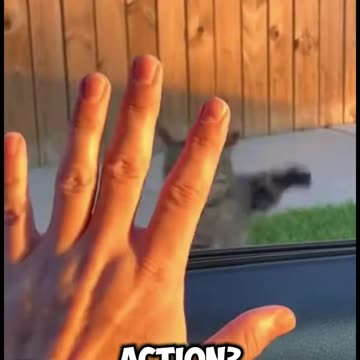 The man honked his horn and startled the cat