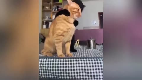Funniest Animals 😅 New Funny Cats and Dogs Videos