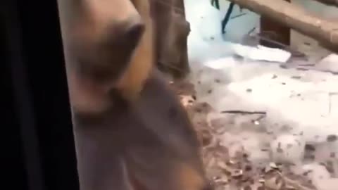 Funny Animals