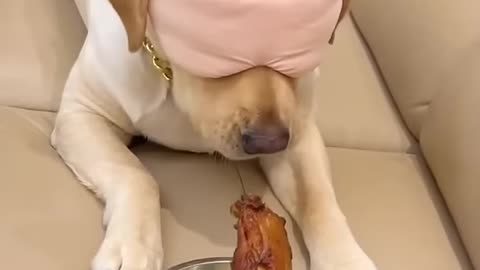 Dog reaction 😂 🤣 cheating