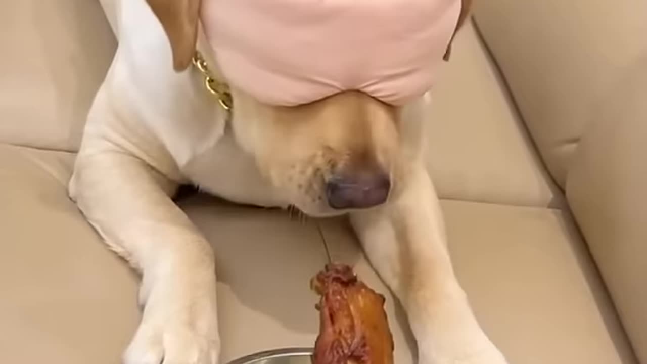 Dog reaction 😂 🤣 cheating