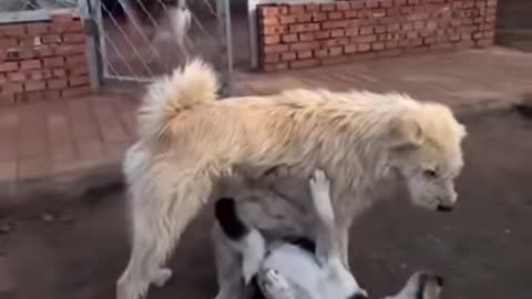Dogs possess metacognition—they know when they don't know.