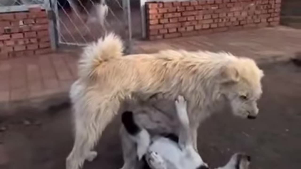 Dogs possess metacognition—they know when they don't know.