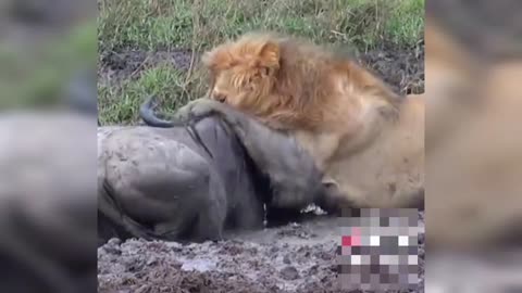 Trapped in the Mud: Wildebeest’s Last Stand Against a Lion 🦁💥