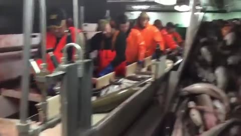 Close up of Cod Fishing in the Ocean by Trawler, Tons of Cod Swept Every Day!