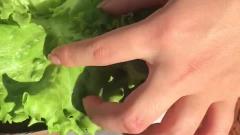 Looking for mealybugs in lettuce
