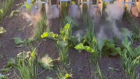 Electro weeder in the action