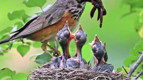 Feeding time