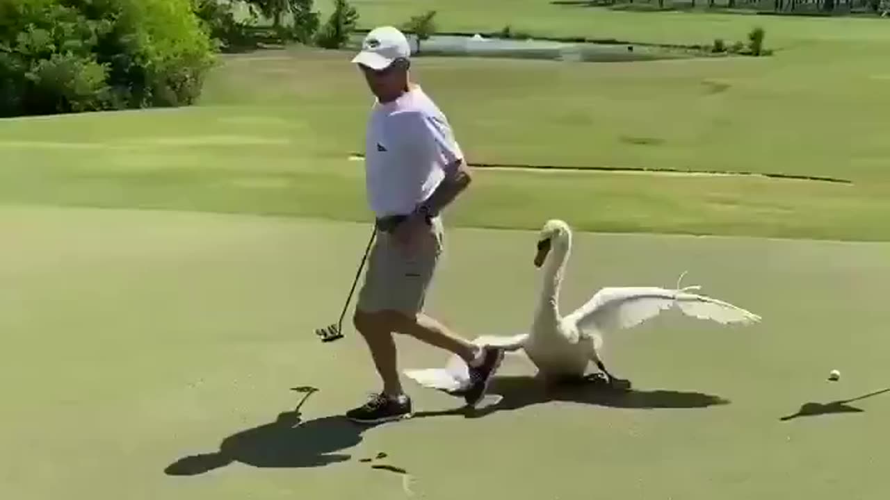 Swan attacks a golfer trying to putt