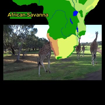 Nature's Tallest Wonders: Fascinating Facts About Giraffes