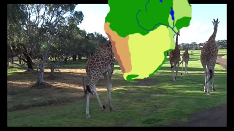 Nature's Tallest Wonders: Fascinating Facts About Giraffes