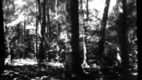 FOREST AND WATER, THE - FOREST AND WATER, THE - 33-307