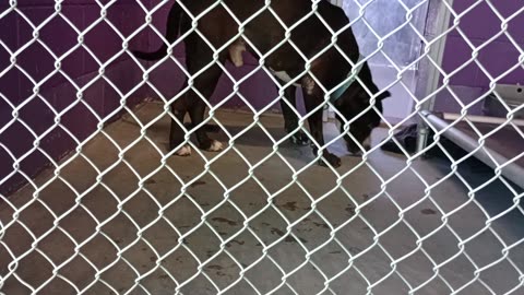 Zeus 5y Pet Id 948235 kennel 32 HSSAZ shelter once I had his attention we're doing lovely20250815647