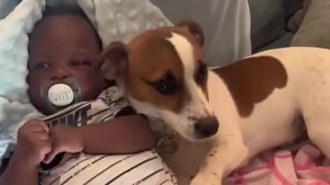 Dogs Protecting Kids from Parents’ Pranks! 🐶🚫 | Câini Apără Copiii de Glumele Părinților! 😂🐾