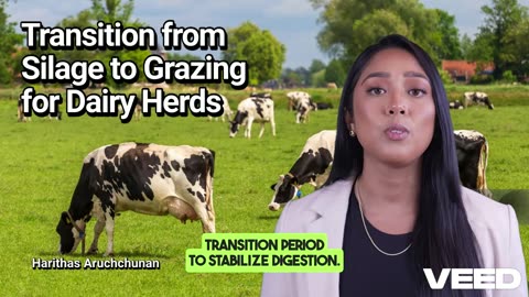 Mastering the Transition from Silage to Grazing for Healthier,Happier Dairy Herds