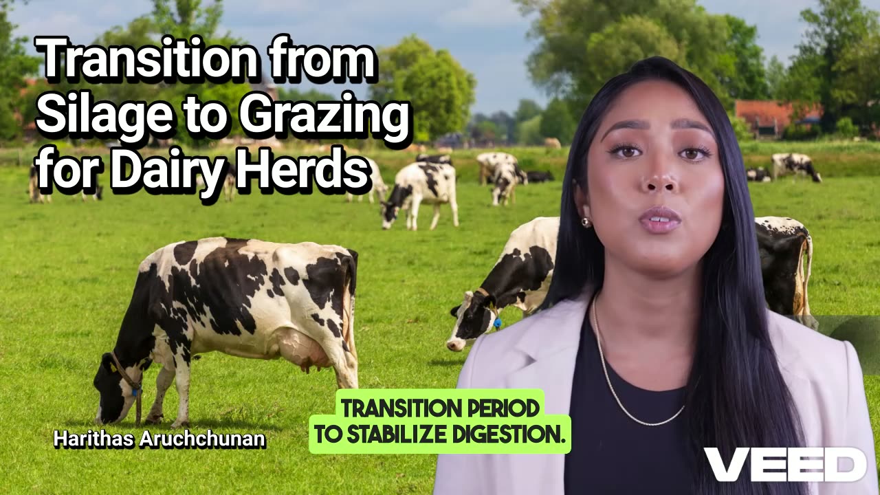 Mastering the Transition from Silage to Grazing for Healthier,Happier Dairy Herds