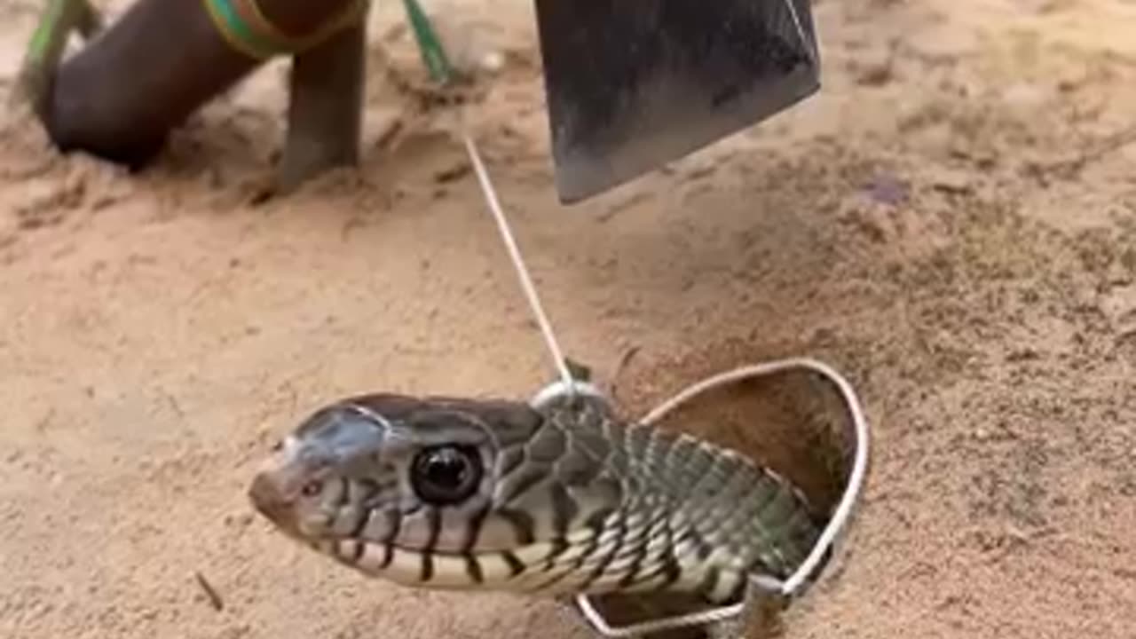 DIY Snake Trap From Axe 🐍🔨