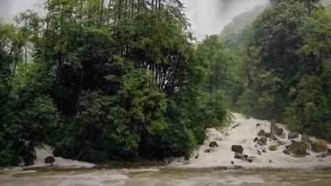 Nature Forest Video Forest 4K forest Nature Video