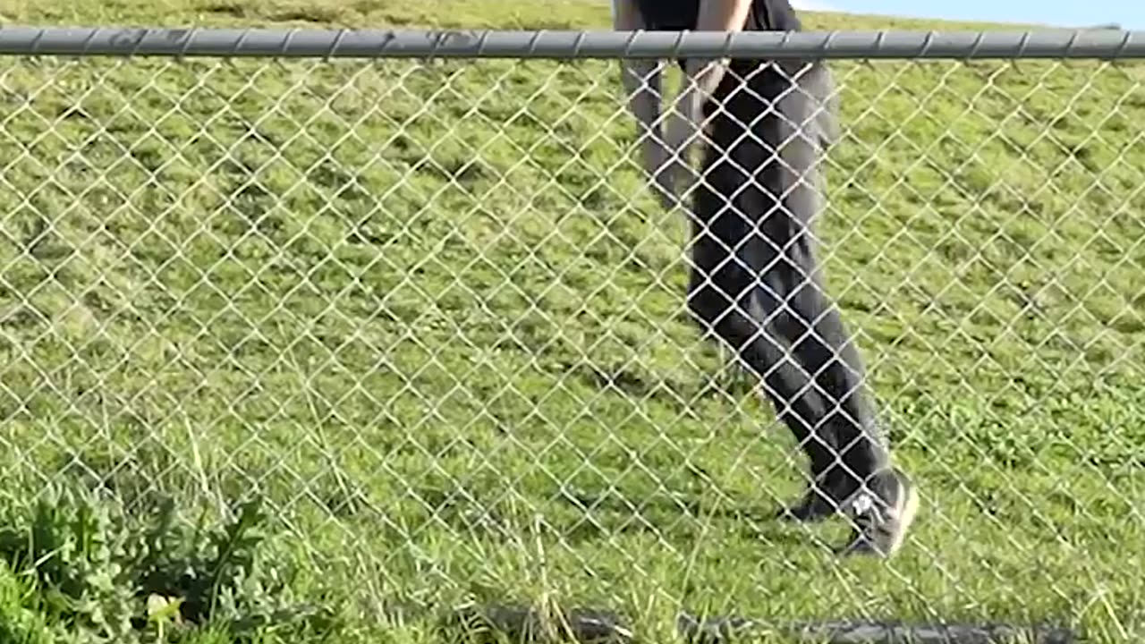 How Animals Get Over a Fence (With Emojis) 😂