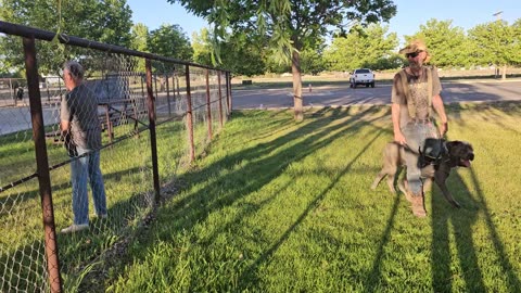 Working a Powerful Cane Corso in Protection