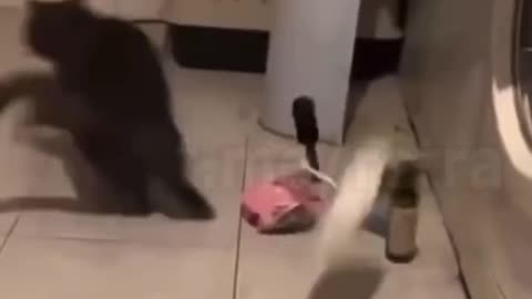 😍😍😘🔥 😍💦 FUNNY Animals and pet's💕😘 😘🔥 💕😘 😍💦 💦