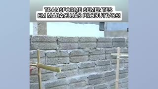 Sementes de maracujá