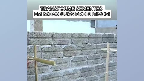 Sementes de maracujá