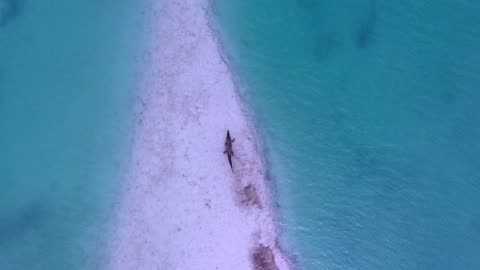 Crocodile in Crystal Clean Water