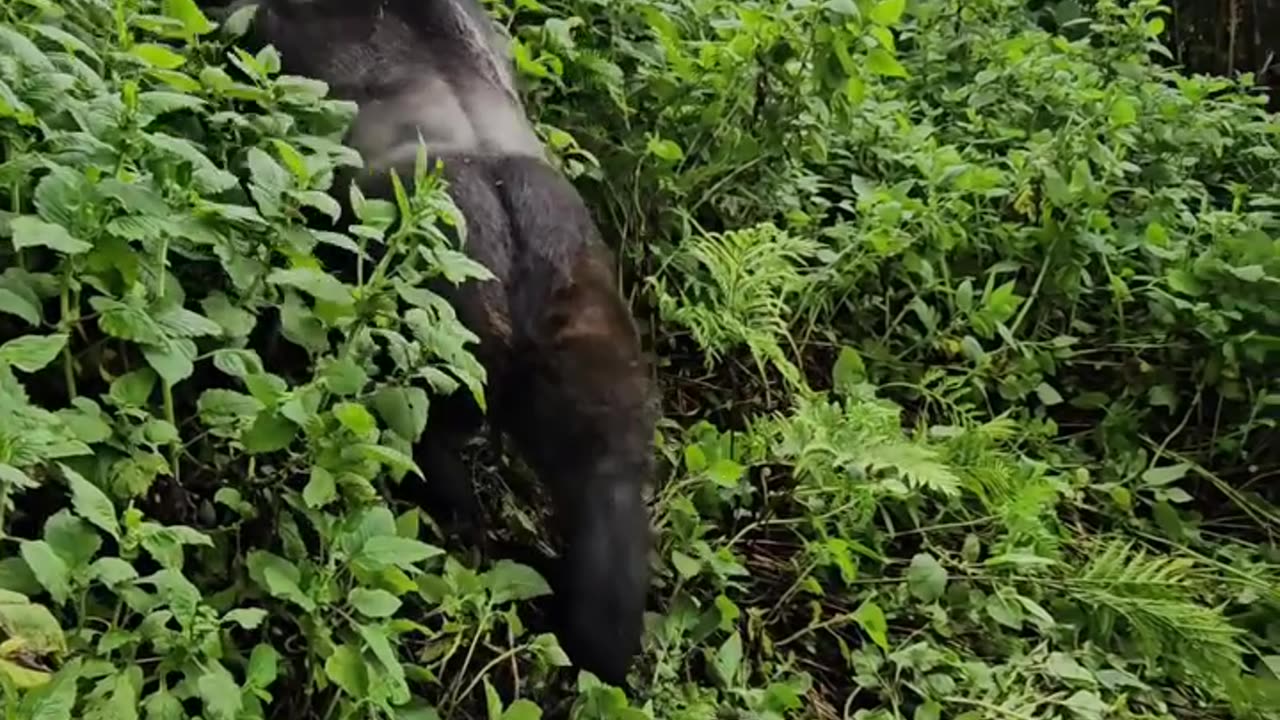 MONKEY KING ON GROUND