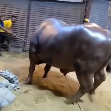 Heaviest Sanda Qurbani 2025🔥🔥🔥 #cattles #cattlemarket #cowmandi #youtubeshorts #northernbypassmandi