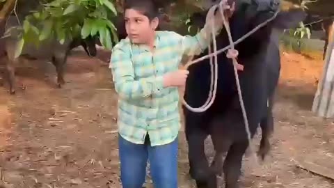 Animals love