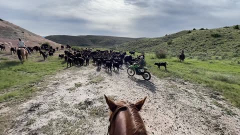 Motorcycles and Horses Moving Cattle. cartercountrymeats.com