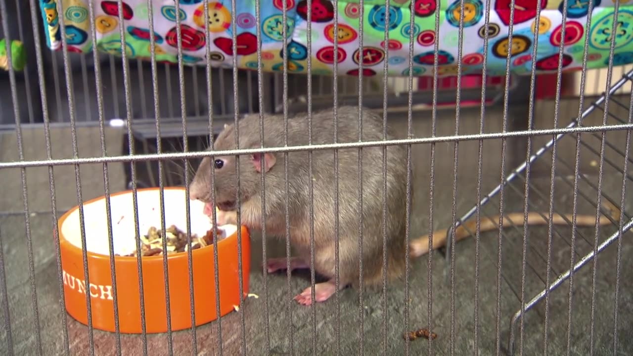 Mi Mascota y Yo - T1E23 - Ratas