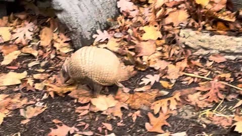 Armadillo