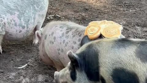 Glazed Buns Stick To Pig Rump