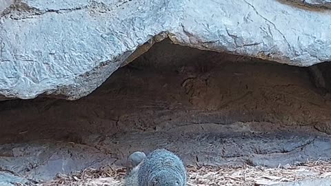 dwarf mongoose