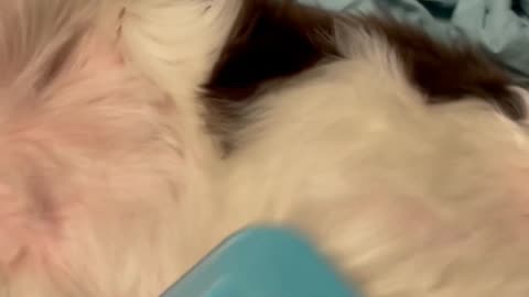 Adorable Springer Spaniel LOVES Being Deshedded - Our Weekly Chore, That He Loves!!