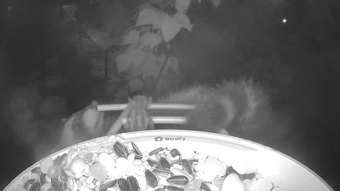 😍🐻 Raccoon War: The Cutest Battle Ever | FunFM