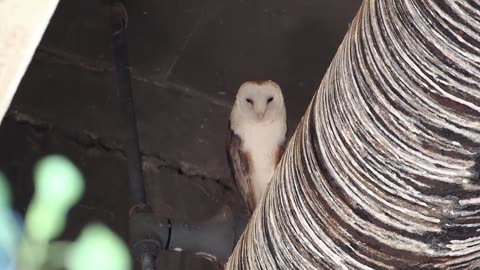 Barn Owl