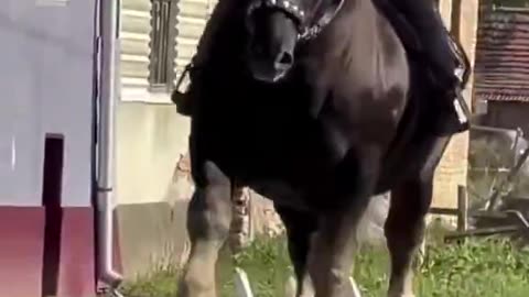 Absolute Unit